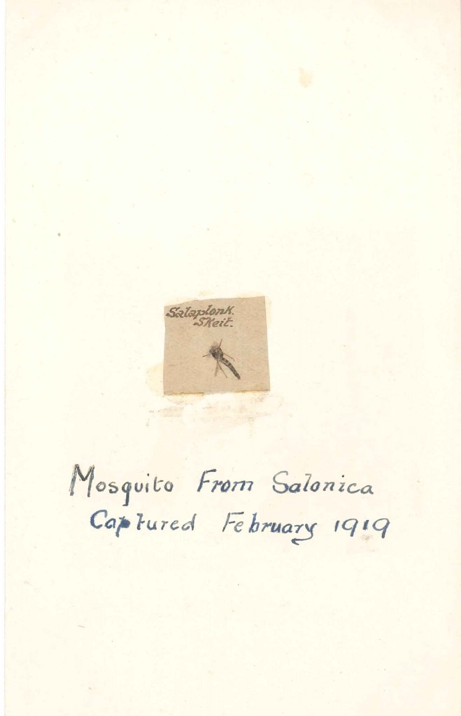 Mounted on a post card: Mosquito from Salonica captured February 1919.