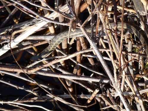 Snake at the edge of Lake Doiran; editor's photo, March 2016