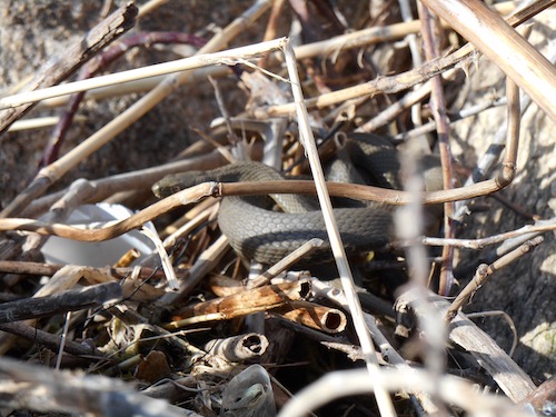 Snake at the edge of Lake Doiran; editor's photo, March 2016