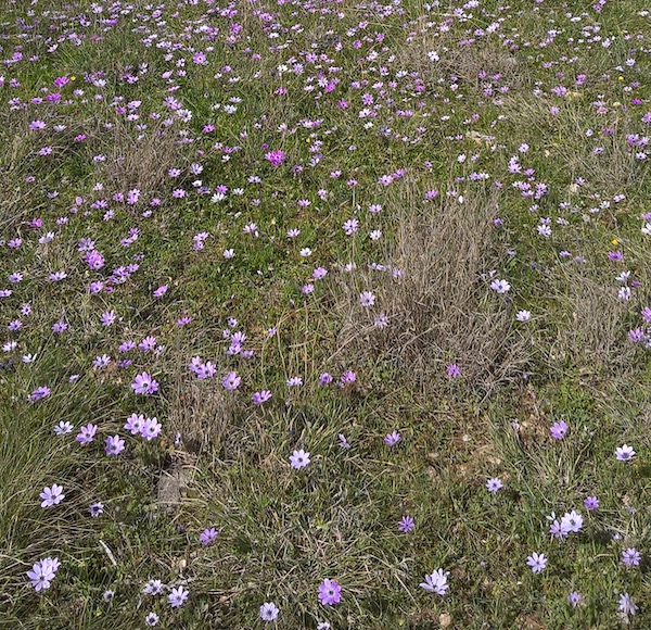 Spring flowers in The Birdcage Line (March 2016)