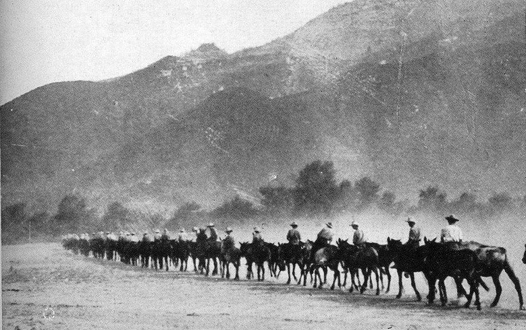A photograph of a column of mules with a background of mountains, so depicting two of the three 'Ms' of the campaign in Macedonia: 'Mules' and 'Mountains'; the third 'M' was 'Mosquitoes', which carried 'Malaria'. From an official photograph.