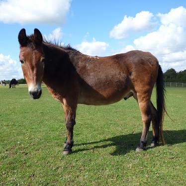 Photograph of Muffin, Adoption Star of the Redwings Horse Sanctuary, and adopted mule of the Salonika Campaign Society.