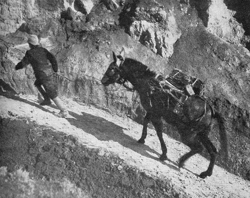 Image of a muleteer and pack mule from 'The Story of the Salonica Army' by G. Ward Price (1918). The caption reads: The steep tracks up which all ammunition, supplies and water have to be carried to much of our front line (Official photograph).