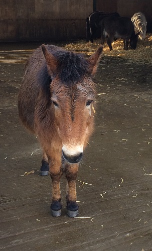 Photograph of retired Redwings 'Adoption Star' Muffin, honorary member of the Salonika Campaign Society.