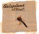 A mosquito from Salonika mounted on a card