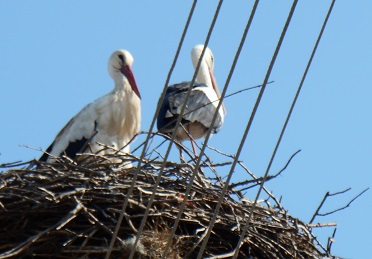 Photo of two nesting storks in the Struma valley, March 2016, by Marion Braysher.