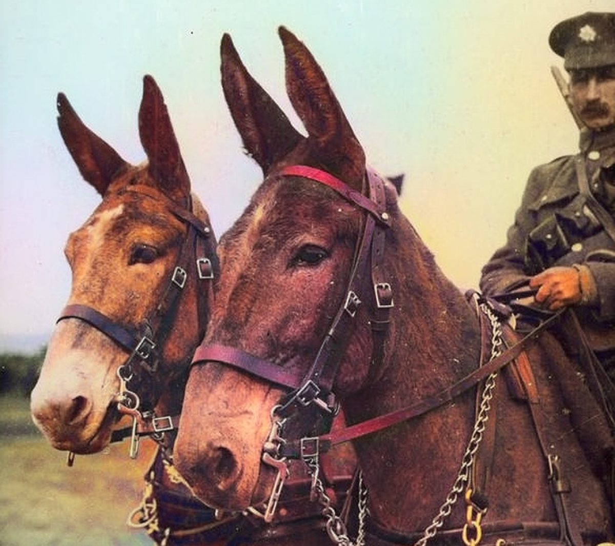 Salonika Campaign Society, 1915-1918